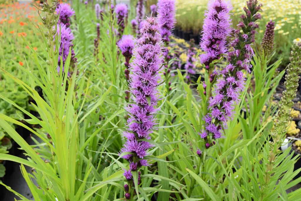 Liatris spicata 'Kobold' ---